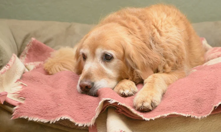 A seior goldn retriever lying down on the sofa on top of a pink blanket. 