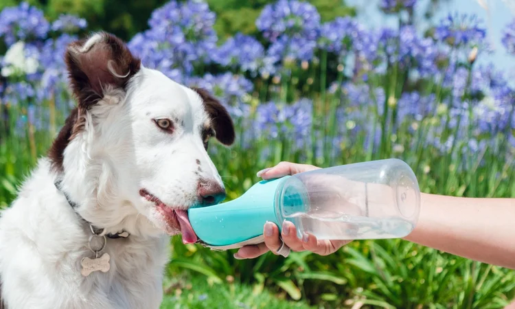 A brown and white collie-cross dog drinking water from a dog water bottle while out exploring in summer