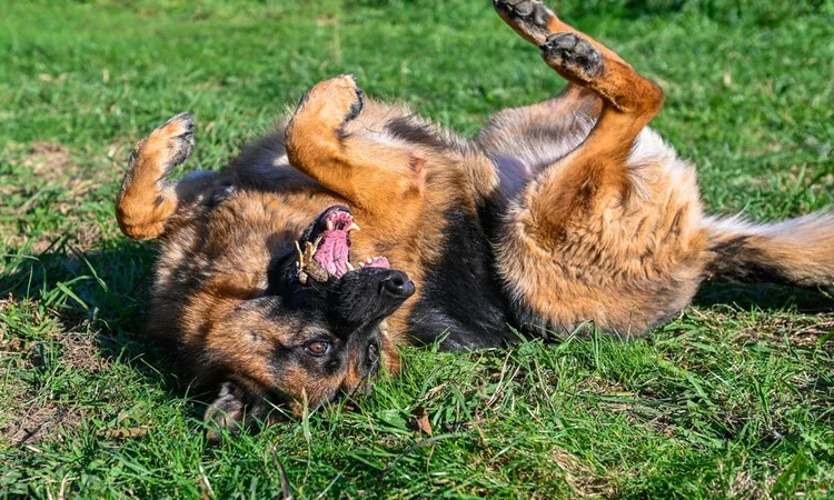 A happy German Shepherd rolling in something in the grass. 
