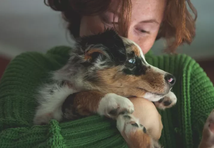 owner snuggling australian shepherd puppy