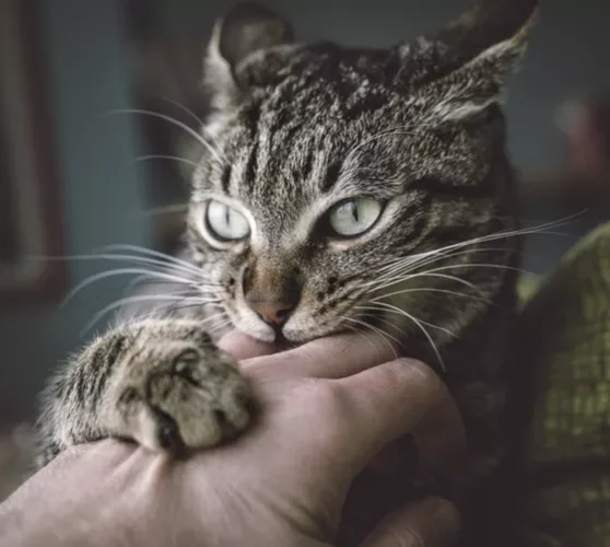 Cats can have aggression problems and bite and scratch their owners