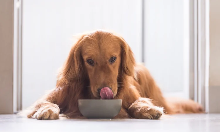 A red golden retriever lying on the kitchen floor licking their lips as they eat dog food out of a grey bowl. 