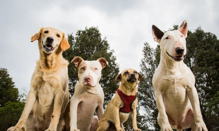 Four dogs of different breeds sitting on a large yellow box. FRom left the right: A golden retriever, a pitbull terrier, a terrier cross, and a english bull terrier
