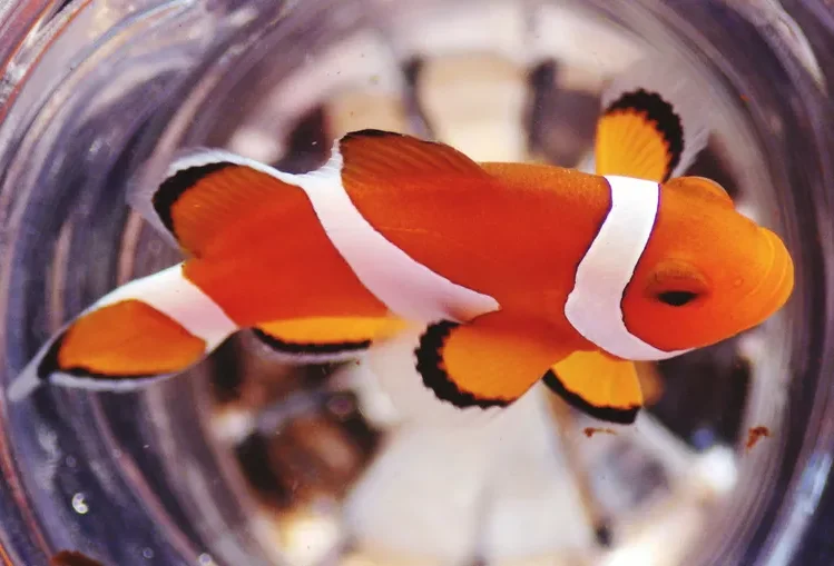 Close-up of a clown fish swimming in its container