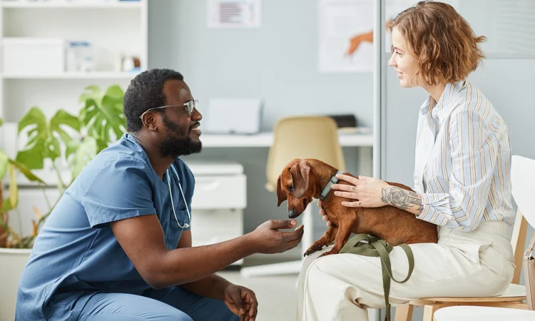 A mini dacshund on a female owner's lap while a crouched down vet talks to her