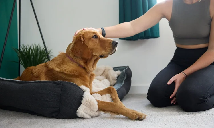 A red golden retriever lying in their dog box bed while their owner kneels next to them giving them a fuss