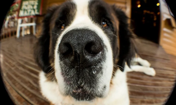 A close up fish-eye lens photograph of a St Bernard with a dripping nose