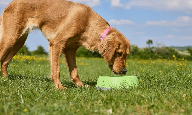 how to get dog to drink more water | A golden retriever drinking from a portable dog bowl while walking in a field