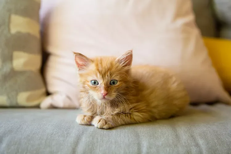 Small kitten with orange and tan fur laying on couch with throw pillows