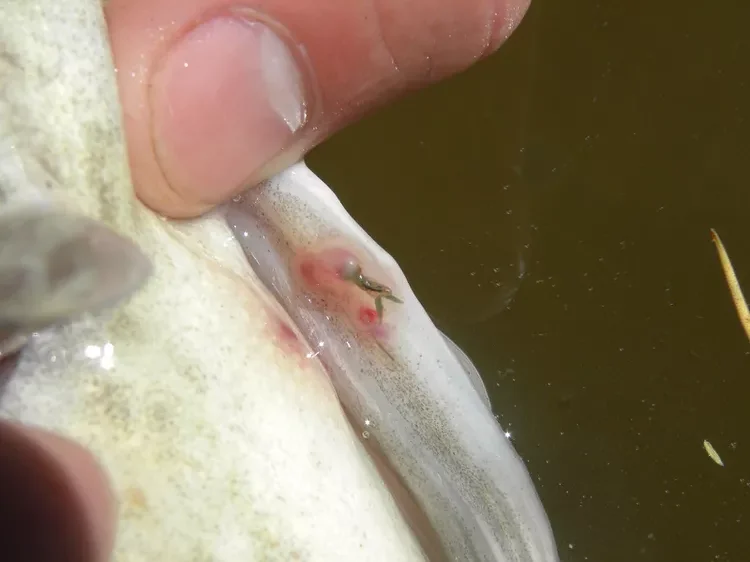 anchor worm in fish
