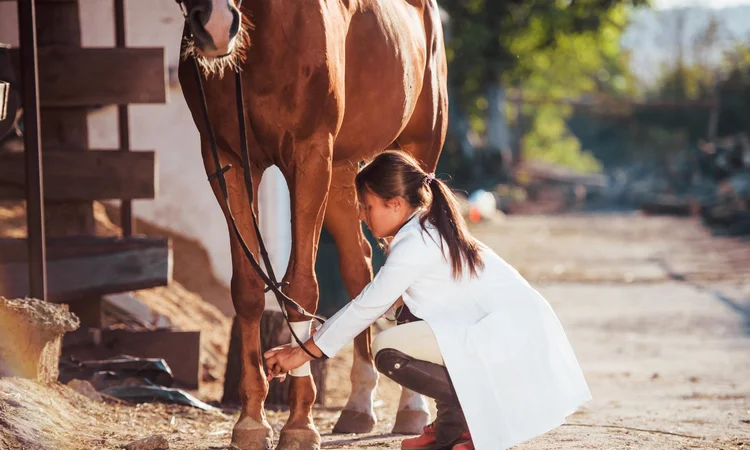 A brown adult horse having their front left bandanged by a female equine vet