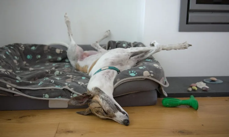 A greyhound asleep on their bed with their legs in the air like an opossum