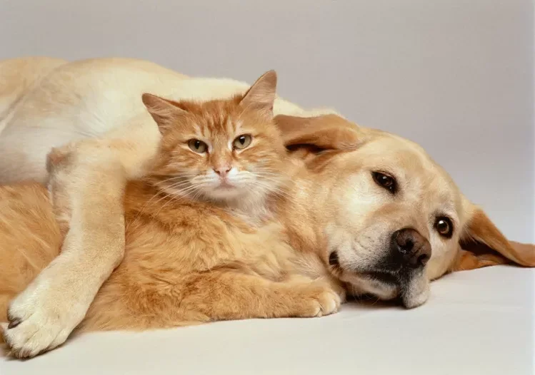 Lab and orange cat cuddling together.