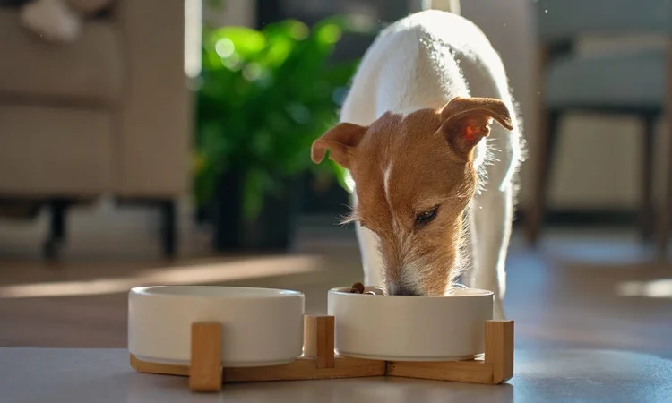 A wire-haired terrier eating from ojne of two raised white ceramic dog bowls