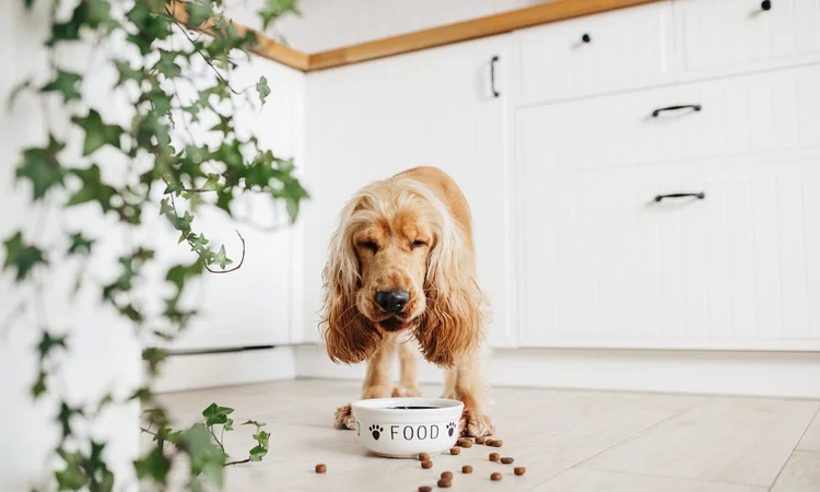 A medium-breed (American Cocker Spaniel) dog eating food out of a ceramic dog bowl marked "Food" 