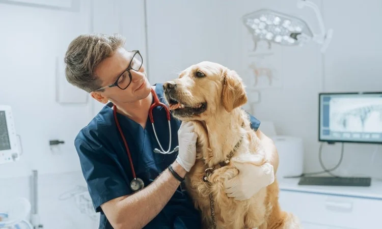 A male veterinarian examining a golden retriever at the vets