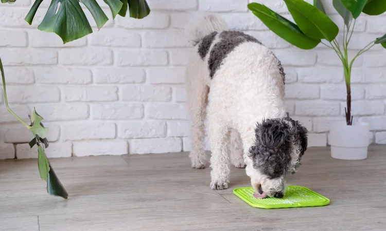A white and gret doodle type dog licking treats off a Lickimat slow feeder. 