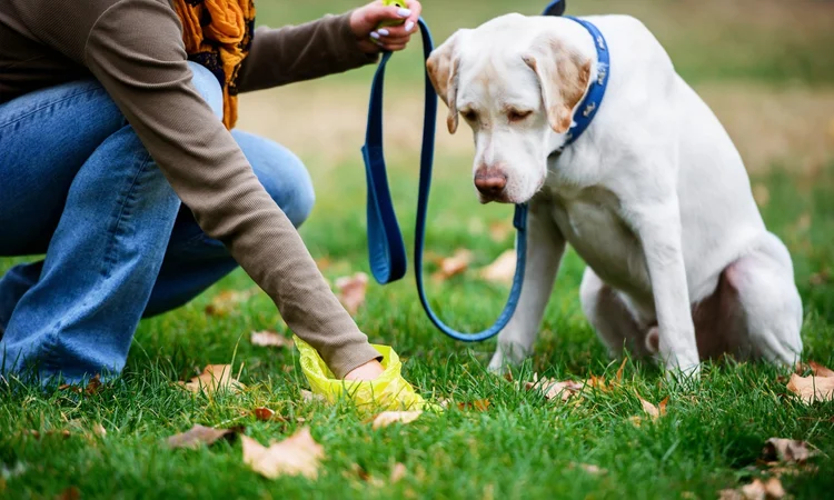 A golden Labrador sitting in the park watching their owner pick up poo with a yellow bag