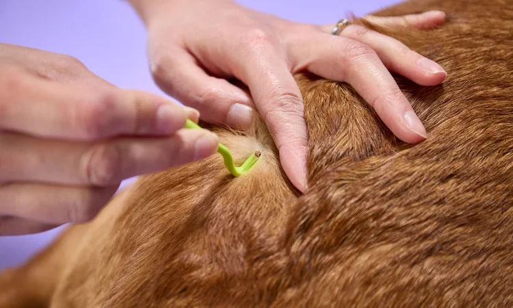 An owner using a birhgt green tick remover tool to remove a tick from their fox red labrador. 