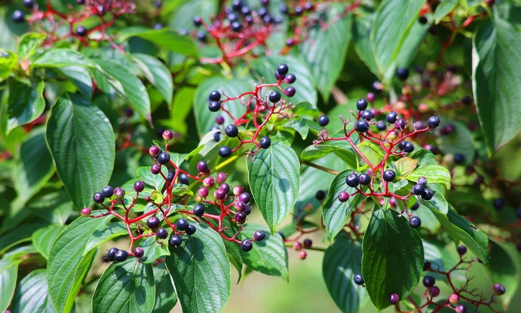 A close up shot of wild elderberries growing on an elder tree