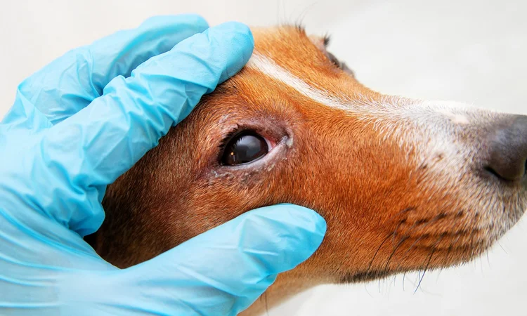 A white and tan Jack Russell Terrier with irritated red eyes having their eyes examined by a vet wearing vinyl blue gloves. 