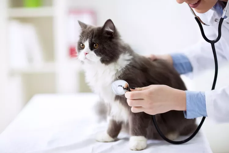 cat with vet
