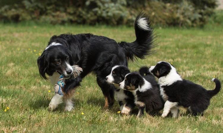 A mother border Collie showing her four puppies how to play with a rope toy in a garden