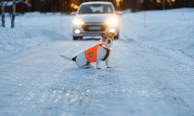 A Jack Russell sitting in a snowy road wearing a hi-vis vest and light up collar while a car draws close behind