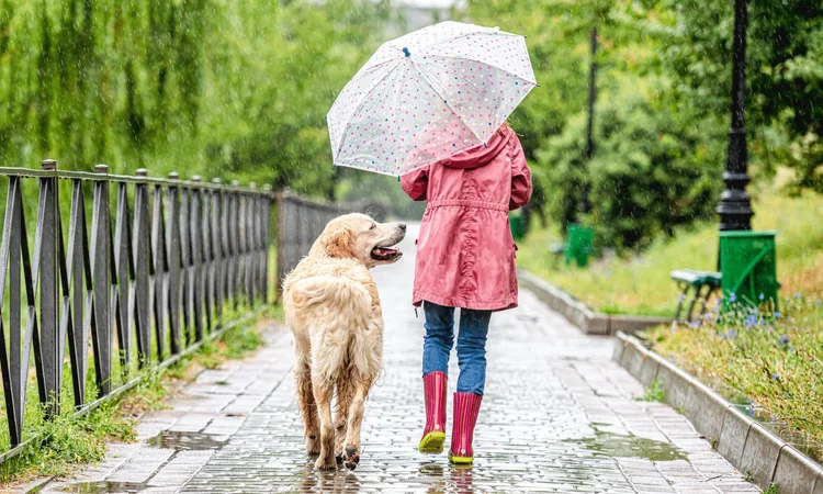 Golden Retriever walking in the rain beside a child wearing pink wellies and carrying an umbrella
