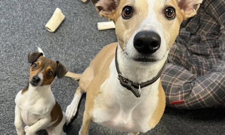 Two of our office dogs: Winnie (left) and Hugo (Right) sitting calmly and lookig at the camera. 