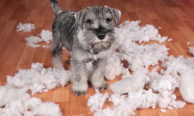 Destructive Schnauzer puppy 