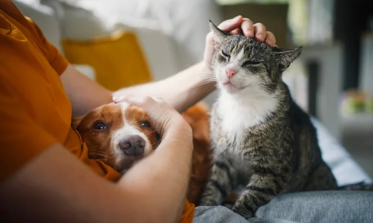 Cat and Dog Comforted by their owner on a sofa | How to keep pets calm during fireworks