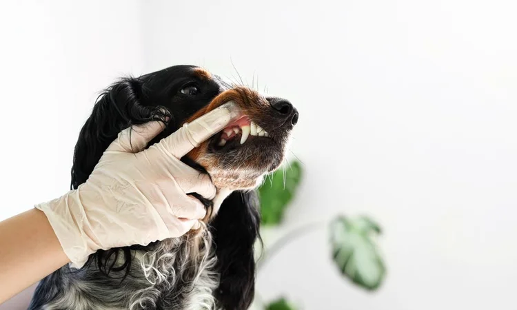 Veterinarian checking a spaniel's teeth