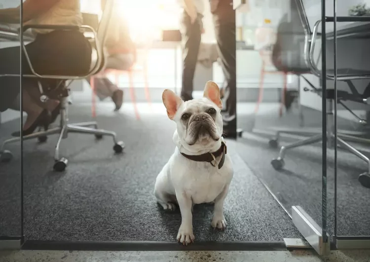 French bulldog pets in the workplace office
