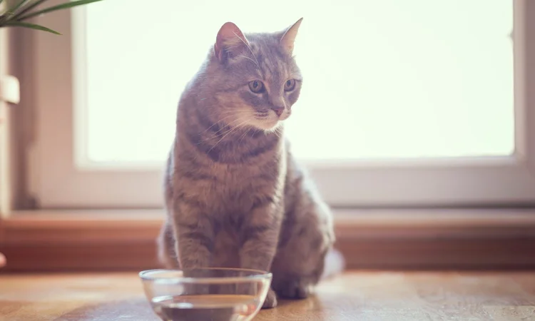 A grey tabby cat stting on a kitchen counter in fornt of a window with a glass bowl of water in front of them. 