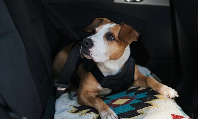 Dog safely restrained with a safety harness in a car