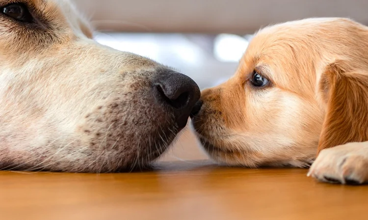 An mother golden retreiver lying down nose to nose with her puppy. 