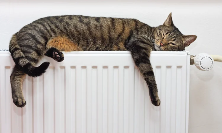 An adult tabby cat lounging comfortably on top of a radiator for warmth