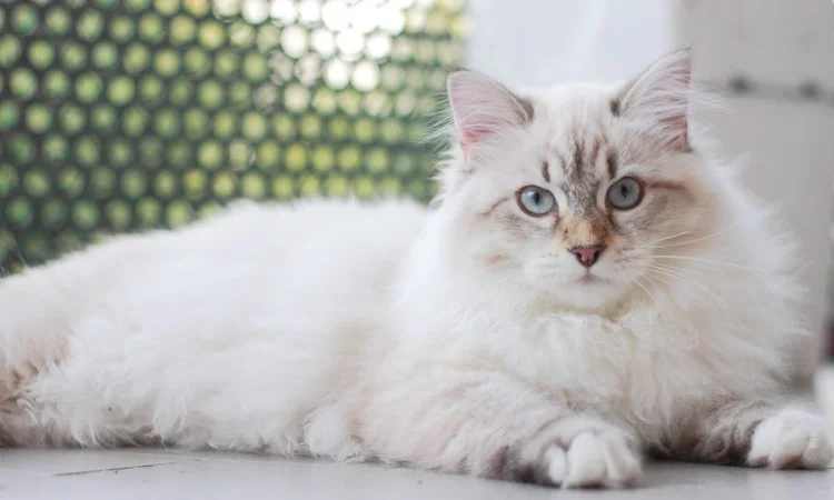 White long-haired cat in an outdoor cattery
