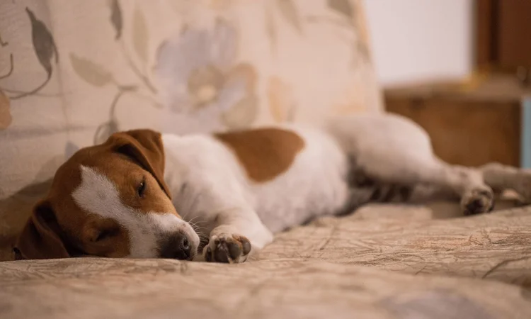A jack russell terrier sleeping soundly on a cream floral sofa