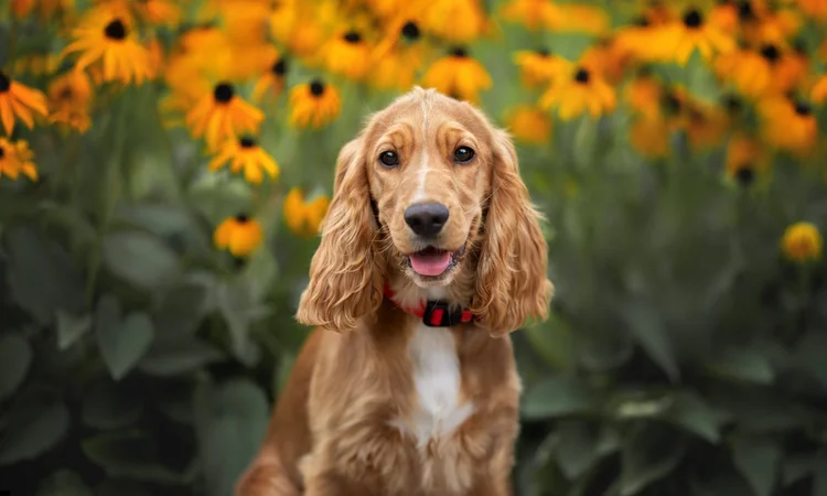 A red and white cocker spaniel in a red collar in a field of orange flowers.