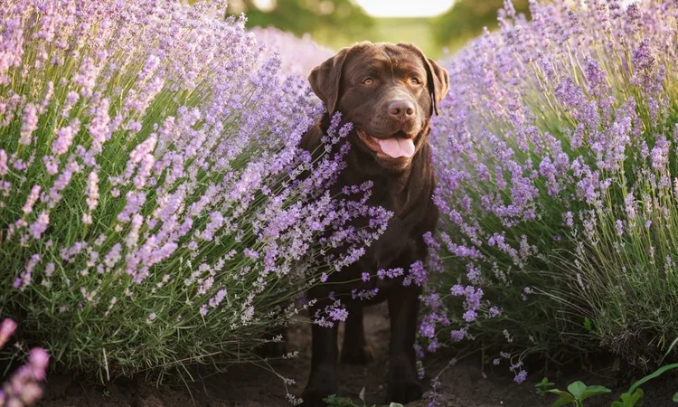 A brown labrador standing in a lavender field in full bloom.