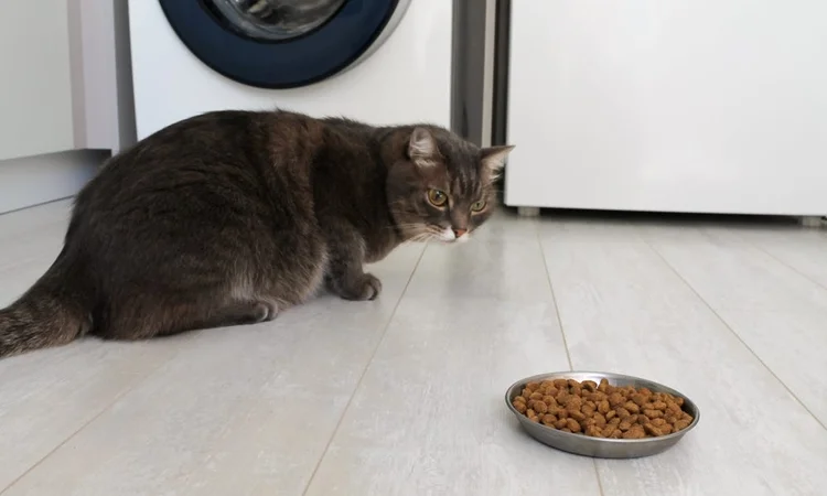 Domestic short-hair cat not wanting to eat their bowl full of cat food