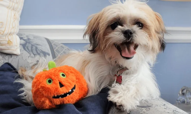 A happy, smiley Shih Tzu dog wth a new Halloween Pumpkin Toy