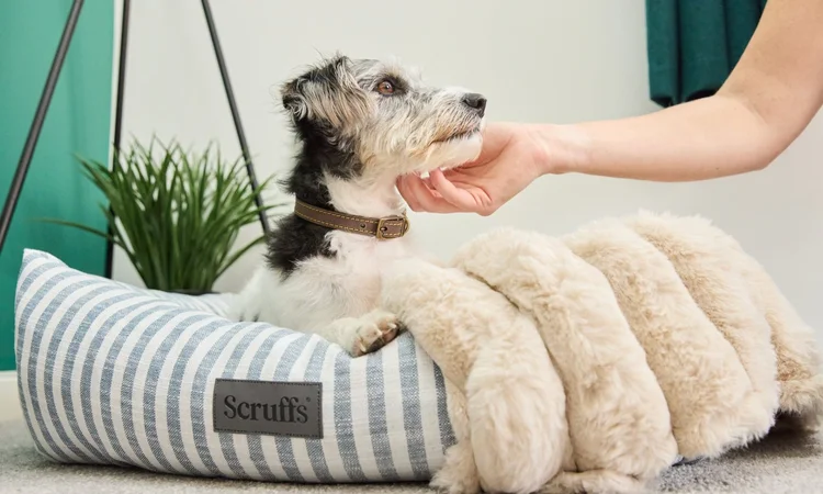 A wirehaired Terrier lying happily in their Scruffs bed while their owner strokes their head. 