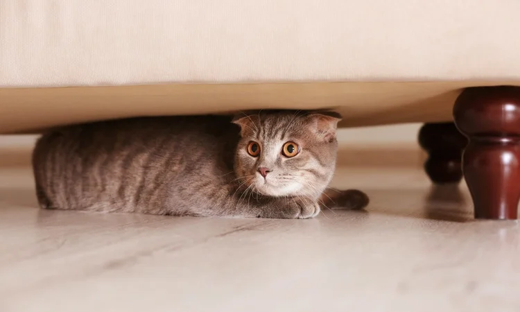 A scared short-hair grey tabby cat hiding under a sofa