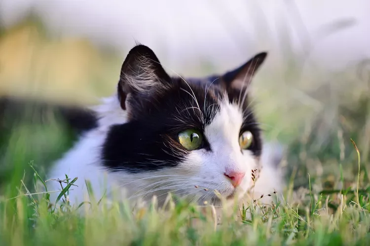 black and white cat outdoors in the grass; tapeworm in cats