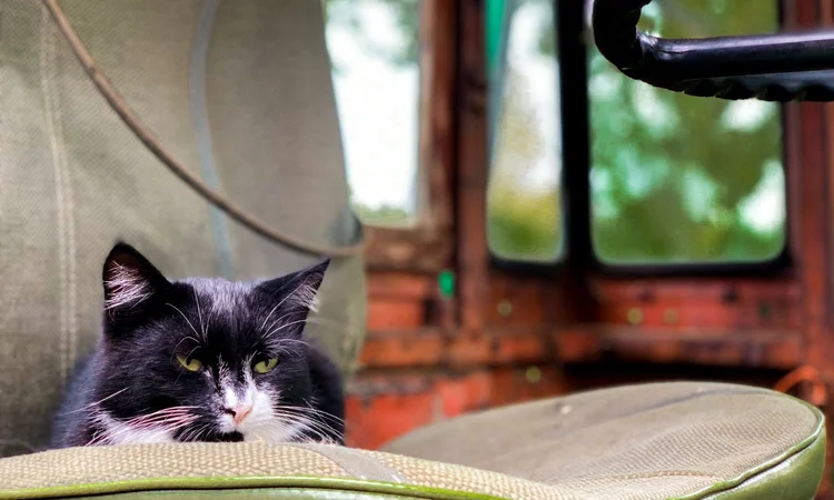 A senior black and white cat lounging on a patio chair with a green cushion.