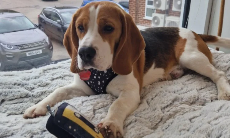Max the Beagle lying on a soft bed beside the window of our Keynsham office. 