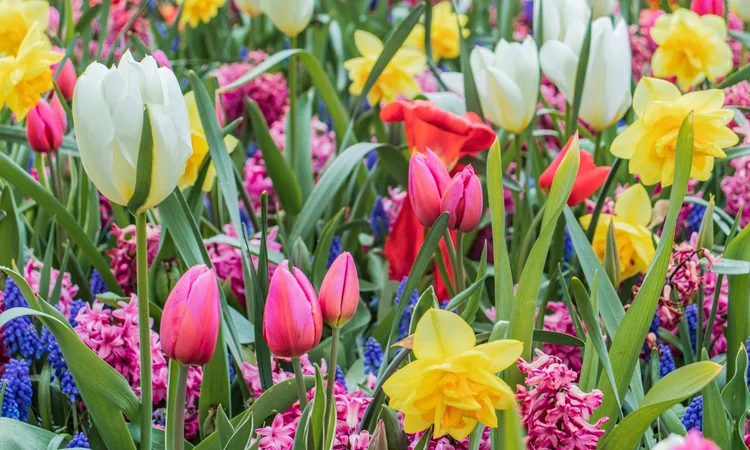 A vibrant collection of spring wild flowers, inlcuding tulips and daffodils.